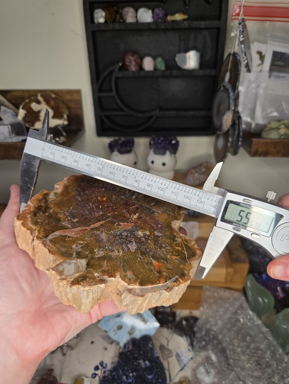 Large Petrified Wood Slab - Picture 5 of 6